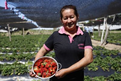 Tenondera, productora